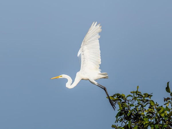 L'aigrette