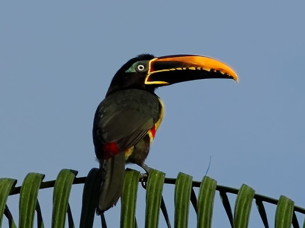 L'araçari