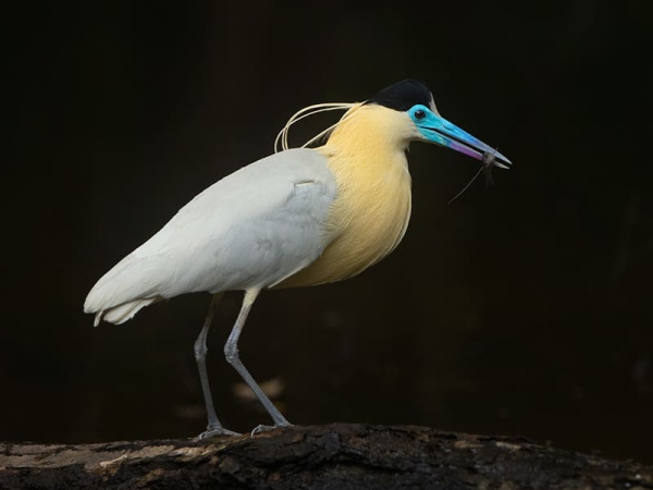 Le héron coiffé
