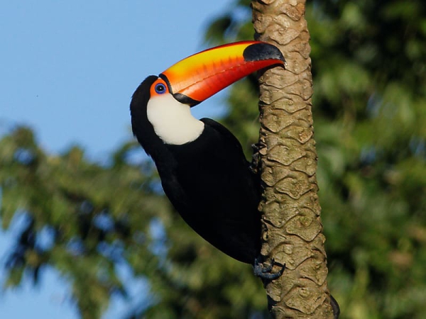 Le toucan