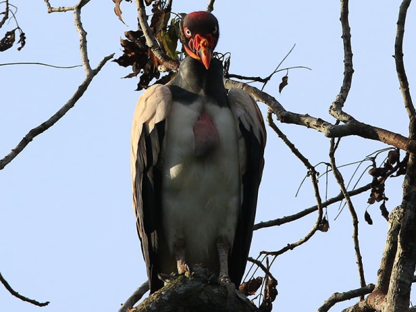 Le vautour pape