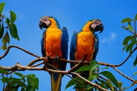 Deux aras bleus perchés sur une branche, devant un ciel bleu