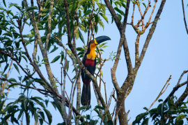 Tucan