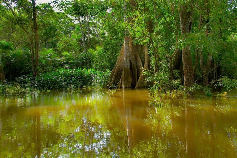 rivière amazone