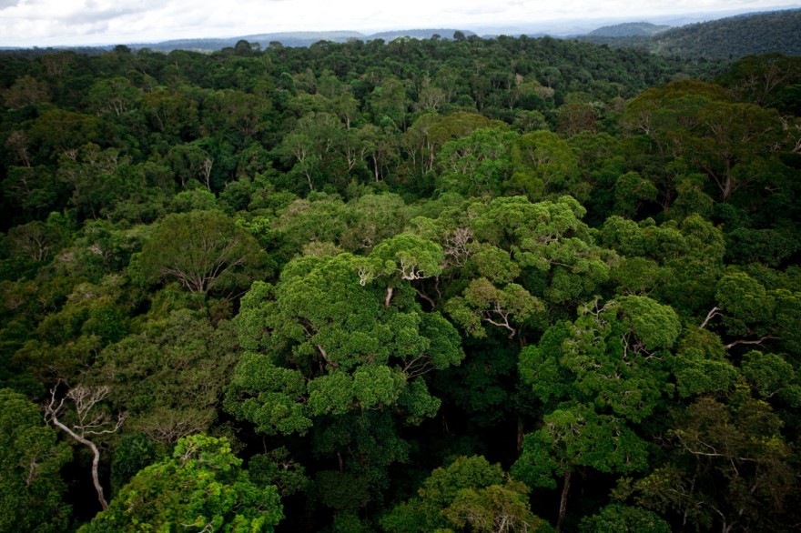 Forêt Amazonie
