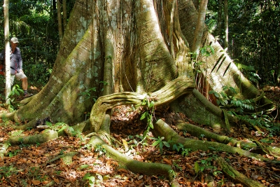 Samaumera Parc National du Jau